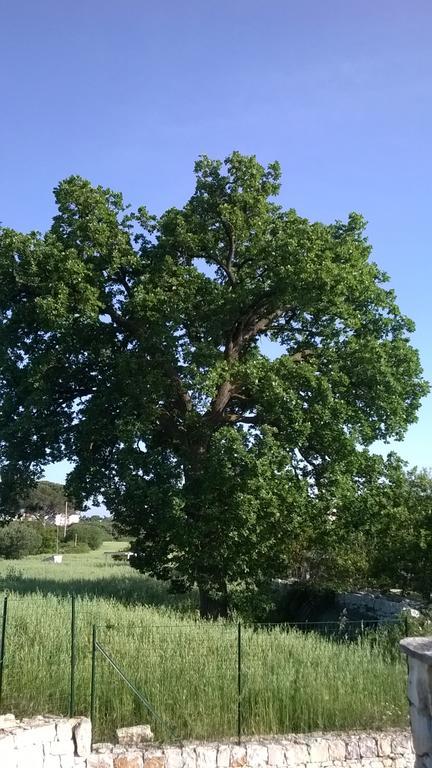 Dimora Del Sole Leilighet Putignano Eksteriør bilde